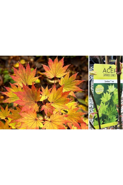 Клен Ширасаві Джордан 